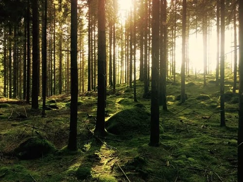 INSIKT-forestry